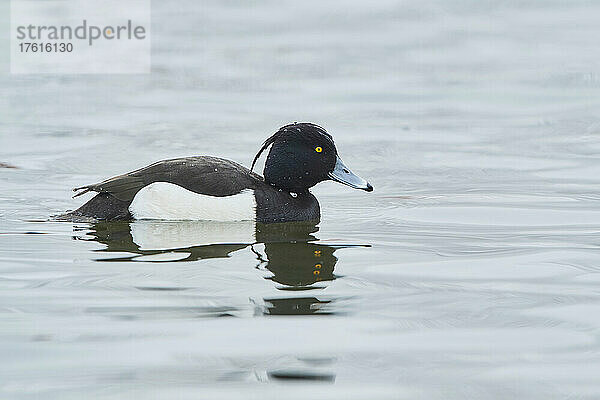 Reiherente (Aythya fuligula) schwimmt auf einem See; Bayern  Deutschland