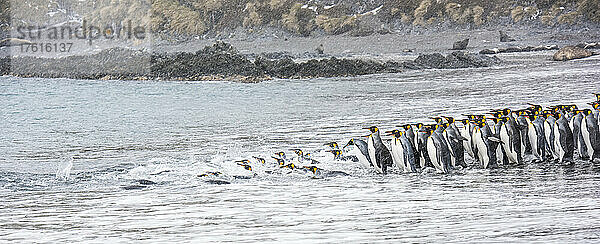 Gruppe von Königspinguinen (Aptenodytes patagonicus)  die am Strand aufgereiht sind  wenn sie in die kalten Gewässer des Südlichen Ozeans auf der Insel Südgeorgien eintauchen; Südgeorgien  Antarktis