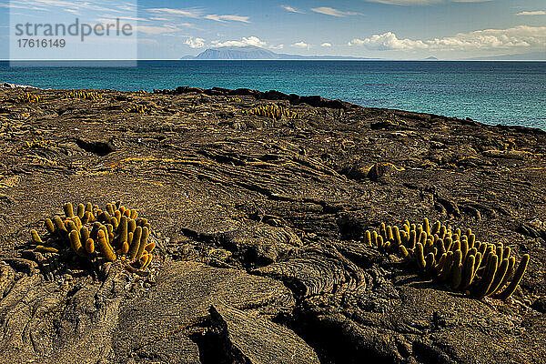 Lava-Kaktus an einem felsigen Strand.