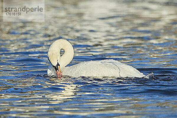 Höckerschwan (Cygnus olor) schwimmt in einem See; Bayern  Deutschland