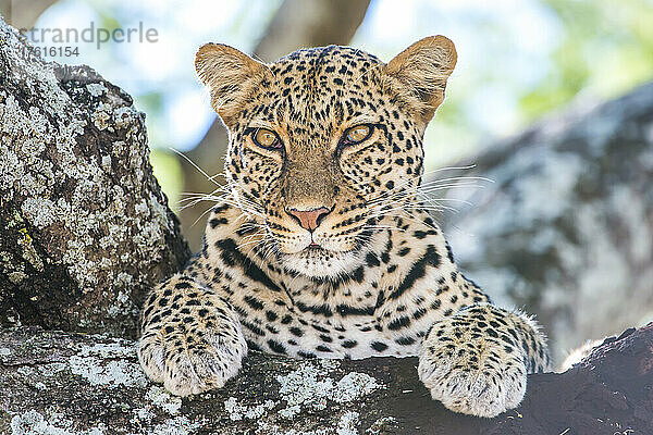 Ein Leopard  Panthera pardus  ruht sich auf dem Ast eines Baumes aus.