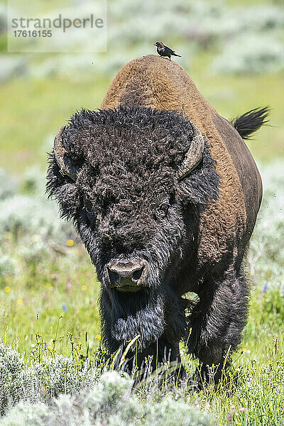 Porträt eines amerikanischen Bison-Bullen (Bison bison)  der auf einem Feld steht und auf dessen Rücken ein Braunkopf-Kuhstärling (Molothrus ater) sitzt; Yellowstone National Park  Vereinigte Staaten von Amerika