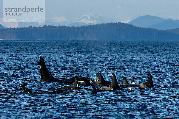 Eine Gruppe junger und erwachsener Orcas schwimmt an der Wasseroberfläche.