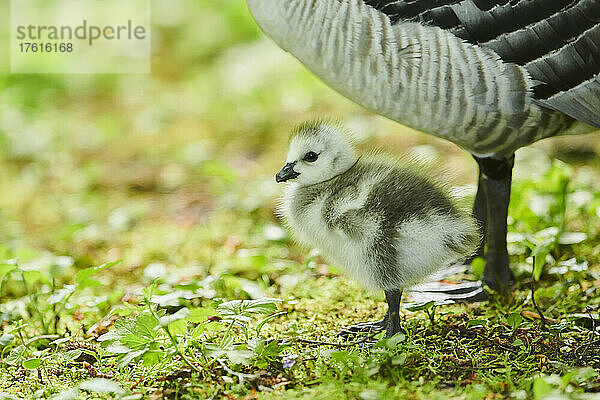 Nonnengans (Branta leucopsis) mit einem Gänseküken auf einer Wiese; Bayern  Deutschland