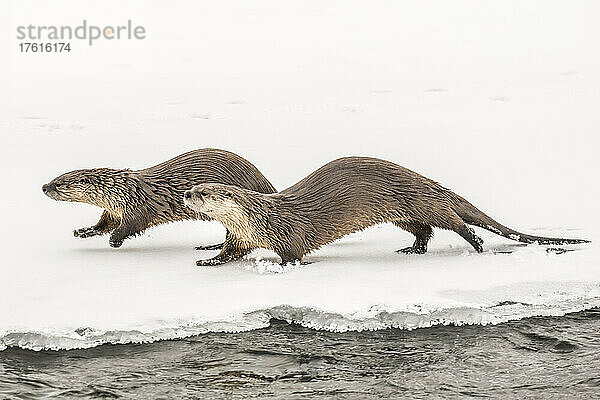 Nördliche Flussotter ( Lutra canadensis)  die Seite an Seite im Schnee neben dem Wasser laufen; Montana  Vereinigte Staaten von Amerika