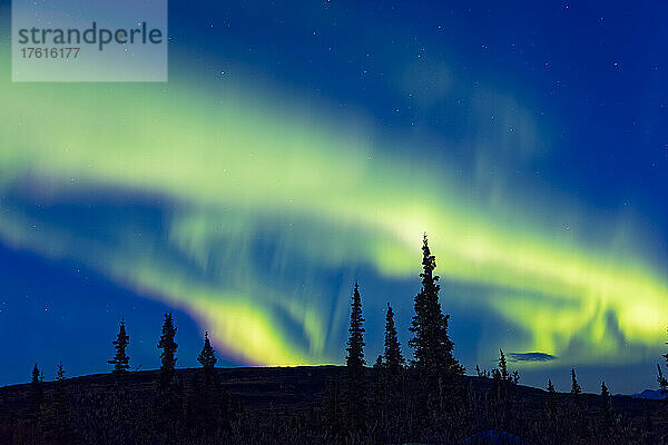 Northen Lights tanzen über Tundra Hügel in Denali National Park and Preserve  Interior Alaska; Alaska  Vereinigte Staaten von Amerika