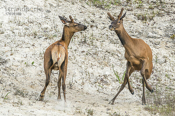 Junge Elche (Cervus canadensis) mit neu gebildetem Samtgeweih  die im Sand herumspringen und kämpfen; Yellowstone National Park  Vereinigte Staaten von Amerika