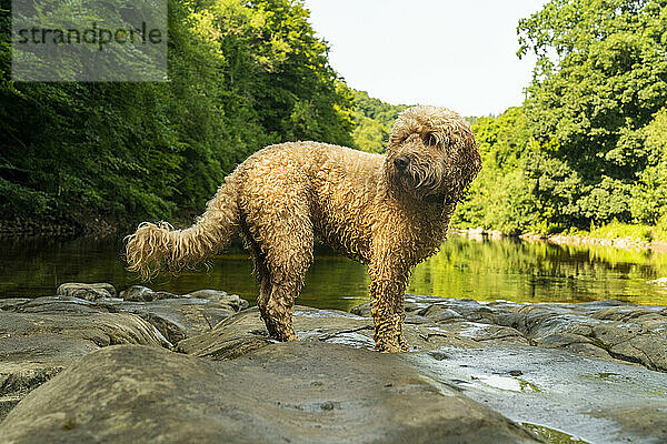 Ein nasser Kakadu-Hund steht im flachen Wasser auf den Felsen und das Wasser ergießt sich in einen ruhigen Fluss; Richmond  Richmondshire  England