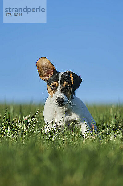 Jack Russell Terrier Welpenporträt auf einer Wiese  mit einem Ohr in die Kamera schauend; Bayern  Deutschland
