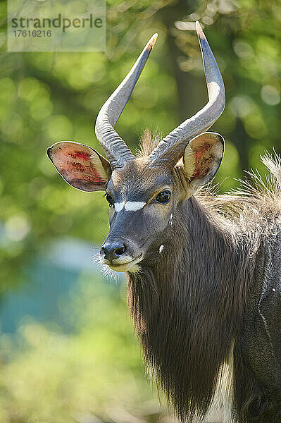 Tiefland-Nyala (Tragelaphus angasii)  in Gefangenschaft in einem Zoo; Hessen  Deutschland