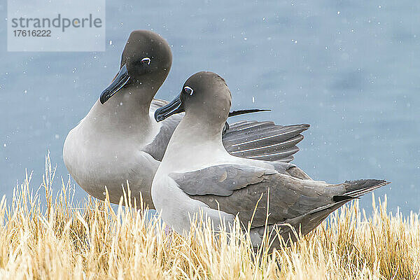 Ein Paar hellmanteliger Rußalbatrosse (Phoebetria palpebrata) steht zusammen auf dem getrockneten Gras im fallenden Schnee; Südgeorgien-Insel  Antarktis