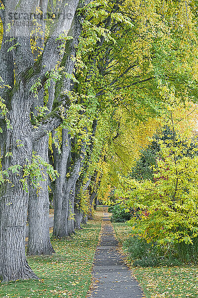 Elm Trees  13th Avenue  West Point Grey  Vancouver  British Columbia  Kanada