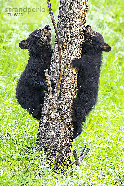 Zwei amerikanische Schwarzbärenjunge (Ursus americanus)  die lernen  gemeinsam auf eine Douglasie (Pseudotsuga menziesii) im Yellowstone-Nationalpark zu klettern. Der Amerikanische Schwarzbär ist eine von acht Bärenarten auf der Welt und eine von drei auf dem nordamerikanischen Kontinent; Wyoming  Vereinigte Staaten von Amerika