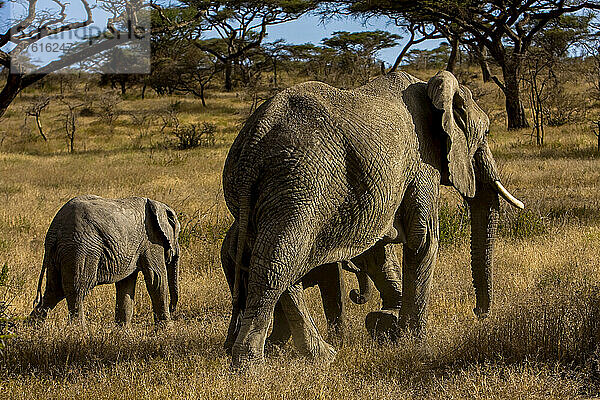 Afrikanische Elefanten und zwei Jungtiere in afrikanischer Landschaft.