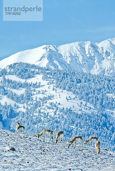 Eine Reihe von Gabelbockantilopen (Antilocapra americana) steht auf einem verschneiten Feld und frisst Grasstoppeln im Yellowstone-Nationalpark. Die Yellowstone-Antilope bewohnt im Winter die niedrigen  windgepeitschten Bänke in der Nähe von Gardiner  Montana  da der tiefe Schnee ihre Nahrung bedeckt und sie daran hindert  vor Raubtieren wegzulaufen; Wyoming  Vereinigte Staaten von Amerika