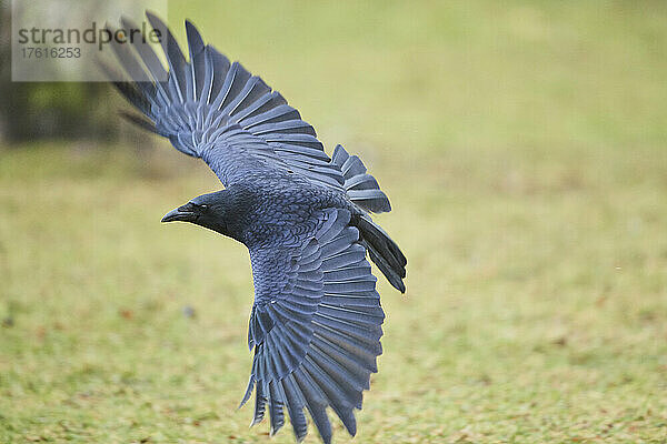 Aaskrähe (Corvus corone) landet auf Gras; Bayern  Deutschland