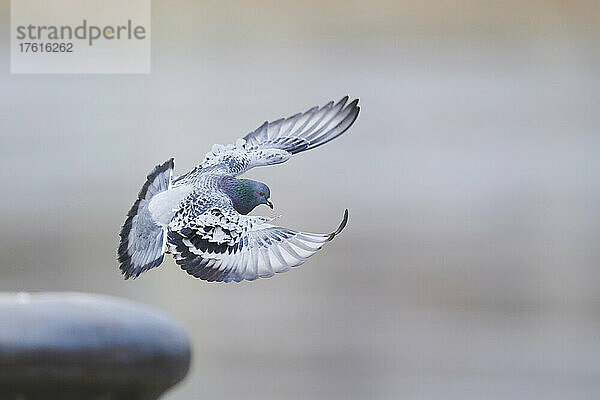 Verwilderte Taube (Columba livia domestica) im Flug; Regensburg  Oberpfalz  Bayern  Deutschland