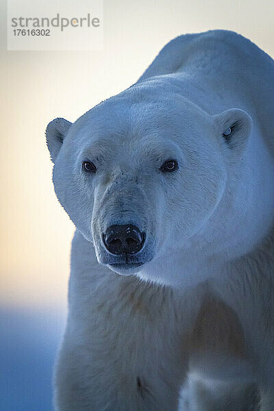 Nahaufnahme eines Eisbären (Ursus maritimus)  der in die Kamera starrt; Arviat  Nunavut  Kanada