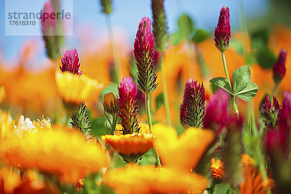 Nahaufnahme einer Vielzahl von Wildblumen auf einer Wiese und blauer Himmel; Hood River  Oregon  Vereinigte Staaten von Amerika