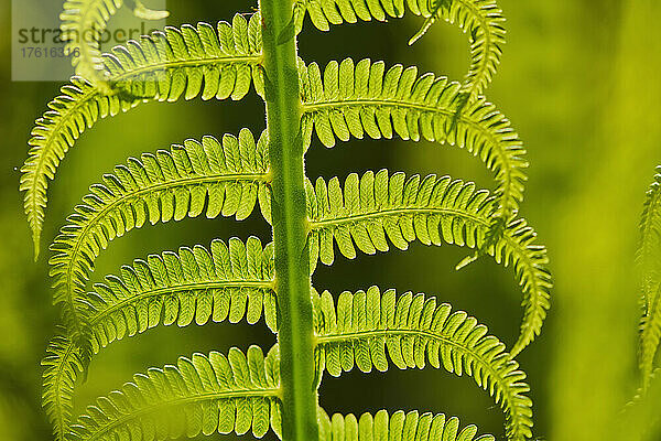 Detail eines männlichen Farns oder Wurmfarns (Dryopteris filix-mas); Bayern  Deutschland