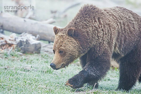 Nahaufnahme eines Braunbären (Ursus arctos)  der an einem nebligen Tag im Gras nach Nahrung sucht; Yellowstone National Park  Vereinigte Staaten von Amerika