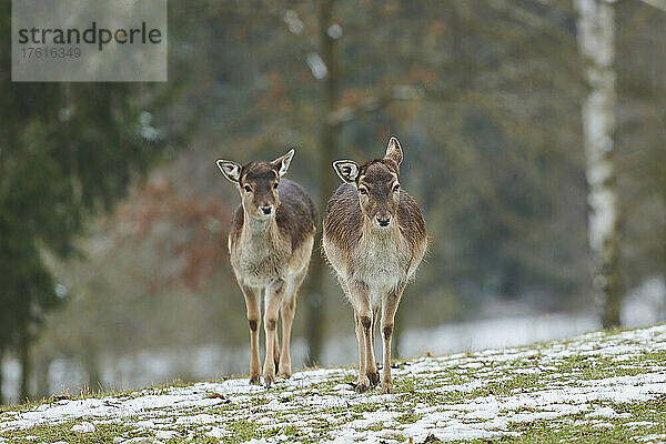 Damhirsch (Dama dama)  zwei Rinder auf einer Wiese; Bayern  Deutschland