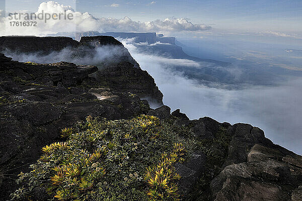 Die nach Osten ausgerichteten Klippen des Auyan Tepui; Gran Sabana  Venezuela.