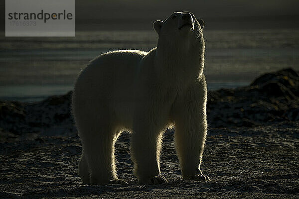 Eisbär (Ursus maritimus) steht mit erhobenem Kopf am Ufer; Arviat  Nunavut  Kanada