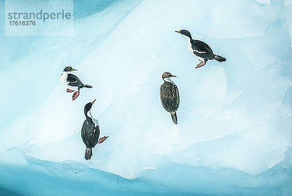 Vier antarktische Krähenscharben (Phalacrocoracidae) stehen auf einem Eisberg und schauen in verschiedene Richtungen; Südgeorgien  Antarktis