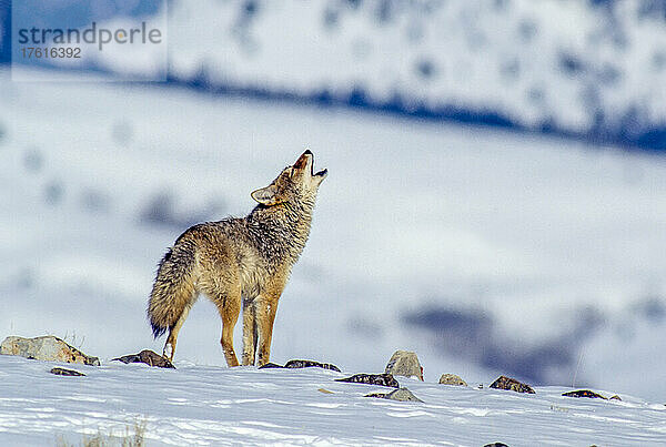 Kojote (Canis latrans)  der mit erhobenem Kopf und geöffnetem Maul in einem verschneiten Feld steht und in die Luft heult; Yellowstone National Park  Vereinigte Staaten von Amerika