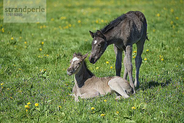 Zwei Fohlen auf einer Frühlingsweide; Odenwald  Baden-Württemberg  Deutschland