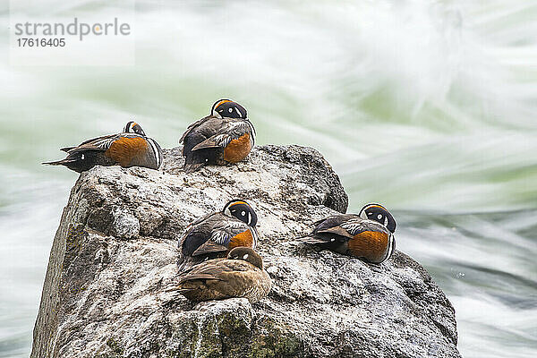 Gruppe von Harlekin-Enten (Histrionicus histrionicus)  die auf einem großen Felsen schlafen  während die Wellen des Wassers hinter ihnen plätschern; Yellowstone National Park  Vereinigte Staaten von Amerika