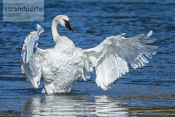 Trompeterschwan (Cygnus buccinator)  der sich im blauen Wasser aufrichtet und seine Flügel im Sonnenlicht ausbreitet; Yellowstone National Park  Vereinigte Staaten von Amerika