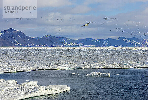 Seevögel fliegen entlang der Eiskante  Storfjord  Svalbard  Norwegen.