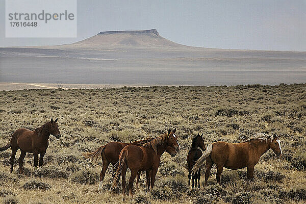 Eine Gruppe von Wildpferden durchstreift die weiten Landschaften im westlichen Wyoming; Wyoming  Vereinigte Staaten von Amerika