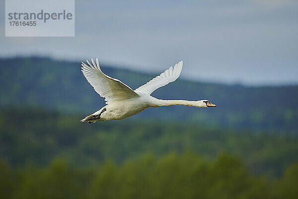 Höckerschwan (Cygnus olor) im Flug über dem Bayerischen Wald; Bayern  Deutschland