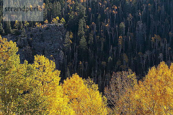 Goldenes Laub auf Espen in einem Wald im Herbst; Richfield  Utah  Vereinigte Staaten von Amerika