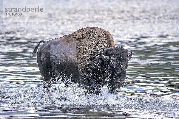 Amerikanischer Bison (Bison bison) beim Spaziergang am Ufer des Yellowstone River im Yellowstone National Park; Wyoming  Vereinigte Staaten von Amerika