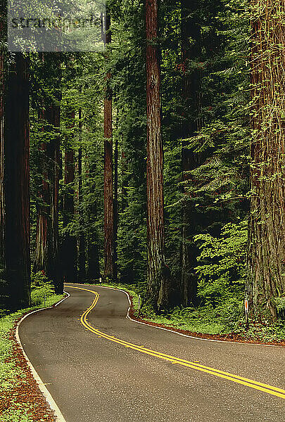 Straße durch den Wald Grizzly Creek Redwoods State Park Kalifornien  USA