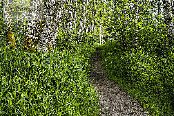 Roterlen (Alnus rubra) und Gras wachsen entlang eines Wanderwegs in der Nähe von Fort Clatsop in Oregon; Astoria  Oregon  Vereinigte Staaten von Amerika