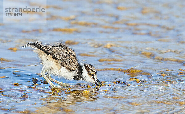 Ein Killdeer-Küken (Charadrius vociferus) beim Fressen von gefundenem Futter bei Mammoth Hot Springs; Yellowstone National Park  Vereinigte Staaten von Amerika