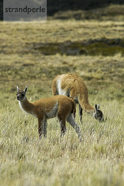 Guanako (Lama guanicoe) im Pali-Aike-Nationalpark  in der Nähe von Punta Arenas in Chile; Patagonien  Chile