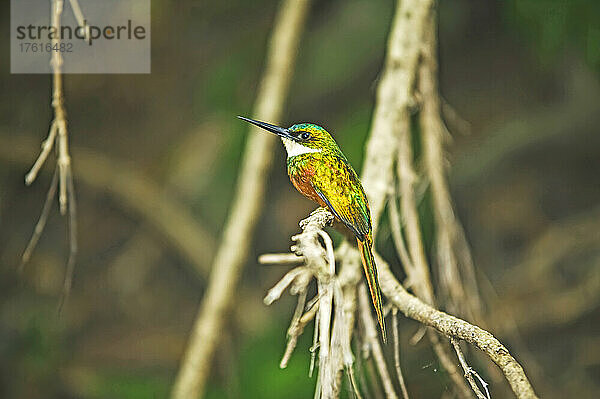 Porträt eines Gelbstirnvogels (Galbulidae) in einem Waldreservat; Grafton  Tobago  Trinidad und Tobago