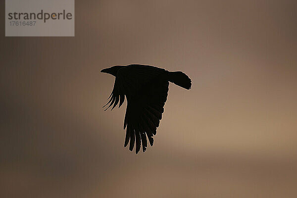 Silhouettierte Aaskrähe (Corvus corone) im Flug; Bayern  Deutschland