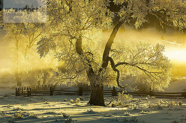 Sonnenlicht beleuchtet die Silhouette eines großen Pappelbaums (Populus deltoides) auf einem schneebedeckten Feld in der Nähe eines Holzzauns im frühen Morgennebel bei Sonnenaufgang  Lamar Valley; Yellowstone National Park  Vereinigte Staaten von Amerika