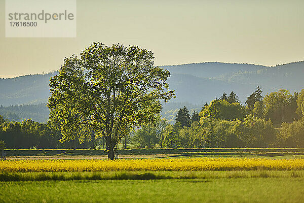 Stieleiche oder Stiel-Eiche (Quercus robur) im späten Tageslicht; Bayern  Deutschland