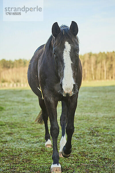 Porträt eines schwarzen Pferdes (Equus ferus caballus) auf einer Wiese  das auf die Kamera zugeht und nach vorne schaut; Bayern  Deutschland