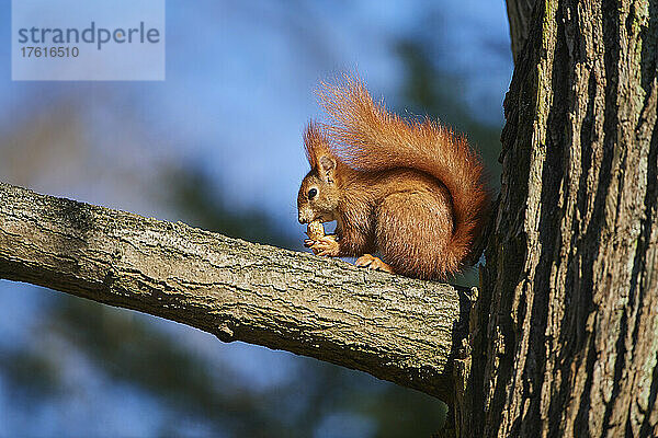 Rotes Eichhörnchen (Sciurus vulgaris) auf einem Ast  der eine Nuss frisst; Bayern  Deutschland