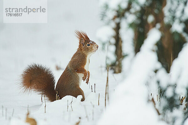 Rotes Eichhörnchen (Sciurus vulgaris)  wachsam im Schnee stehend; Bayern  Deutschland