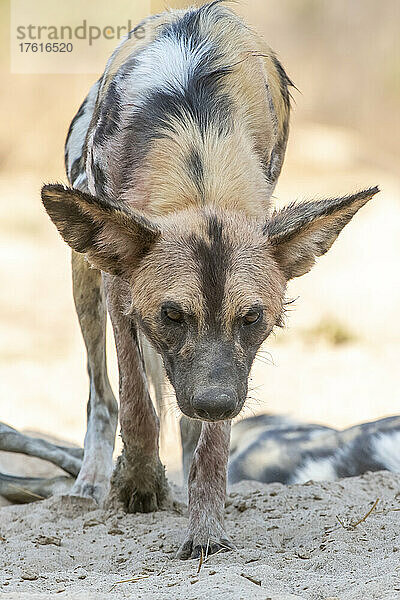 Nahaufnahme eines Afrikanischen Wildhundes (Lycaon pictus)  der auf die Kamera zugeht; South Luangwa National Park  Sambia